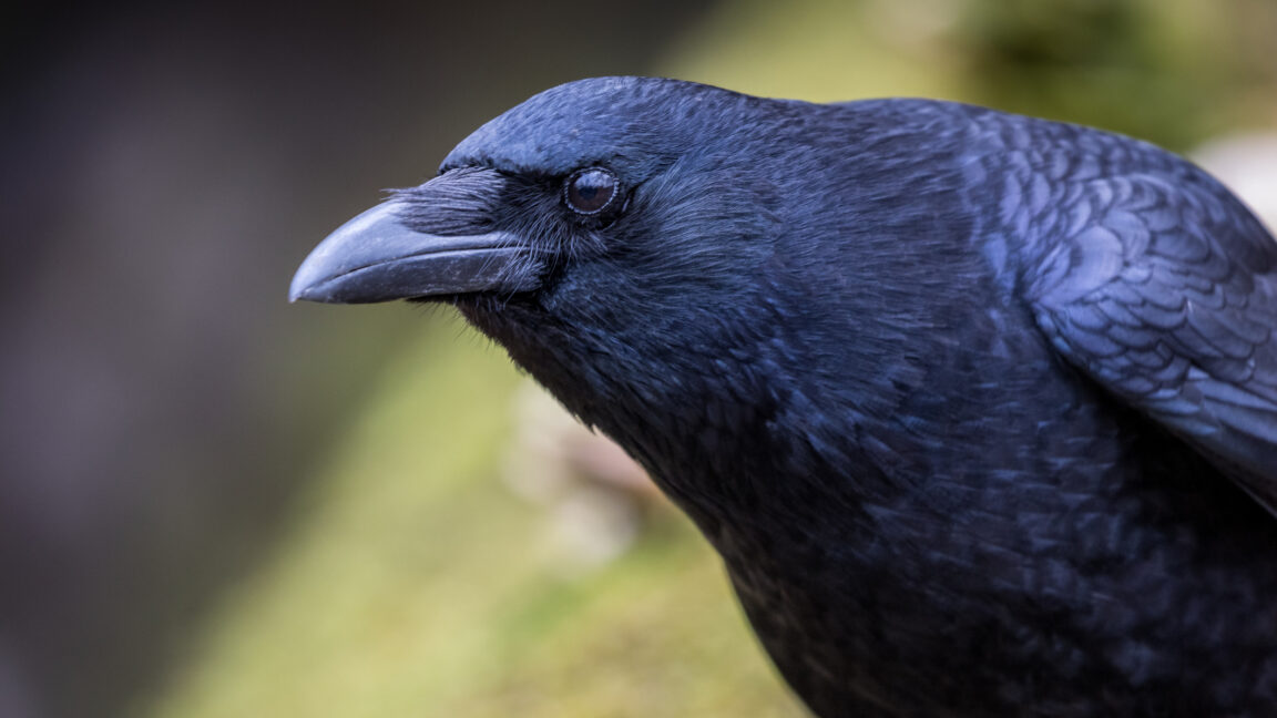 Crows Process Visual Decisions Twice as Fast as Mammals