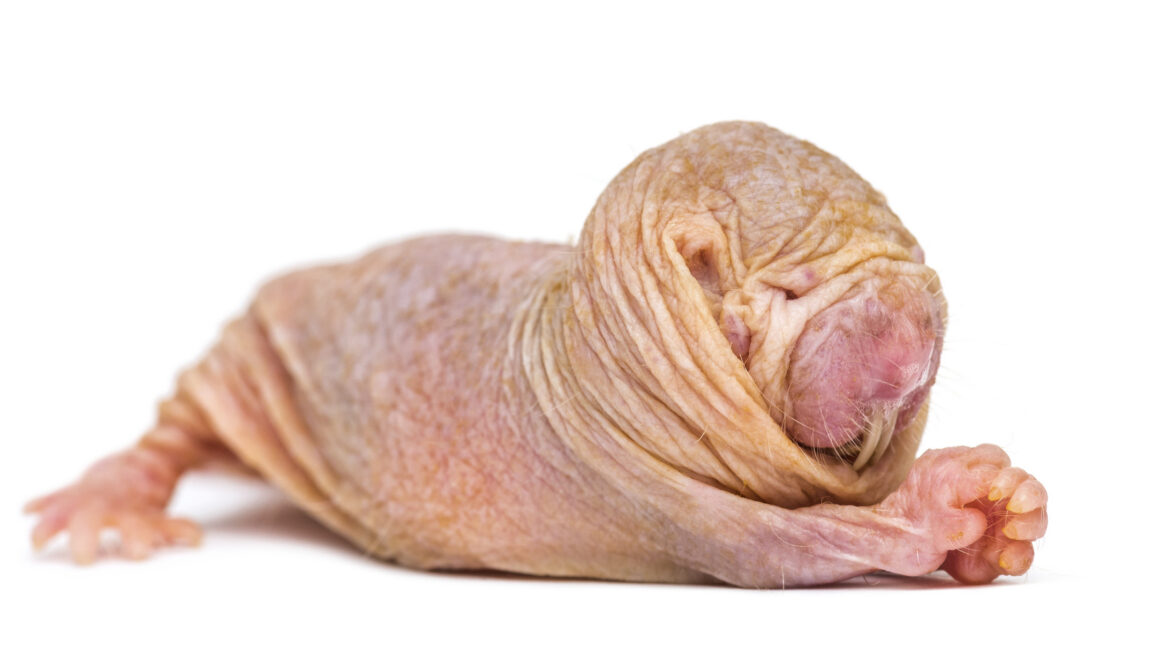 Naked Mole-Rat Queens Use a Single Chemical to Suppress Reproduction