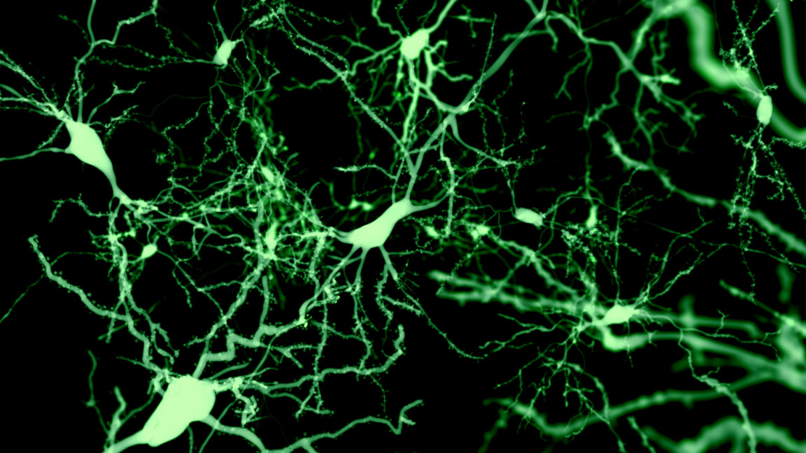 Rare Cortical Neurons Found to Initiate and Trigger Sleep