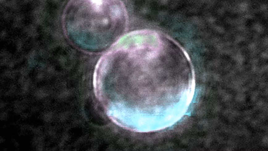 SpudCell: The First Synthetic Cell to Complete a Full Life Cycle