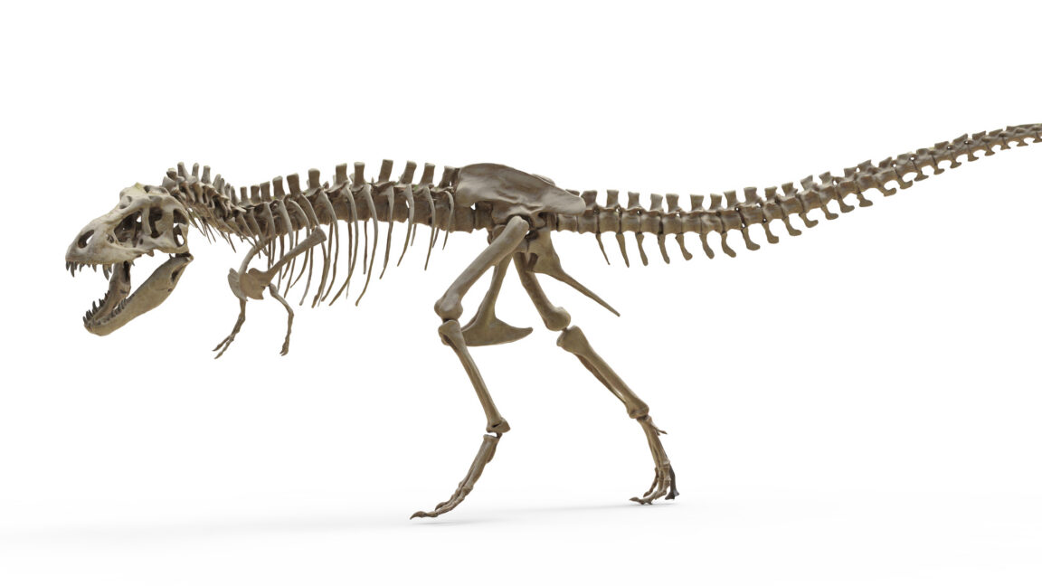 T. rex Teeth Reveal Body Temperature Matching Modern Elephants
